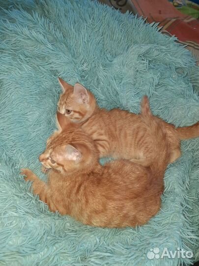 Рыжие котята