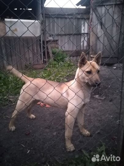 Щенок-подросток в добрые руки