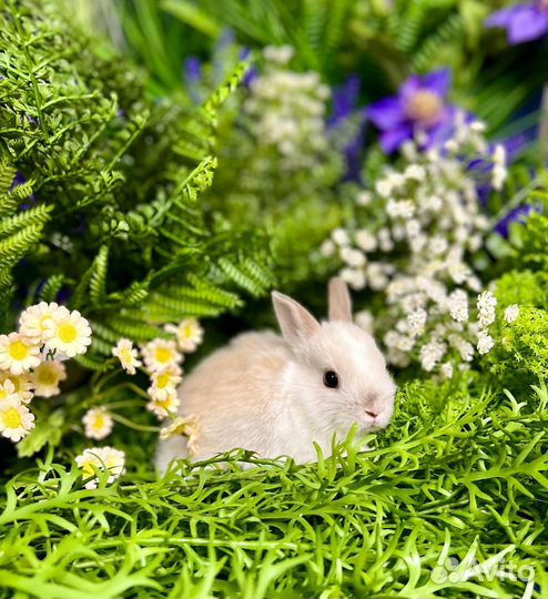 Кролики ручные мини