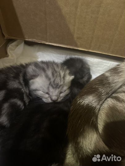 Британские котята