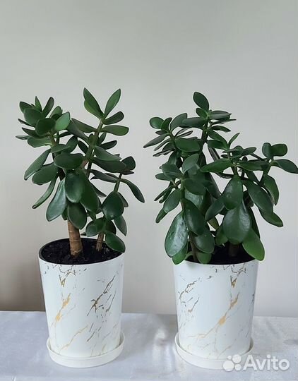 Кротон Шефлера Фикусы Цветы растения комнатные