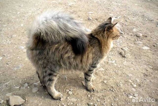 Yandex.Images: search for similar images Фотографии животных, Художники, Животны