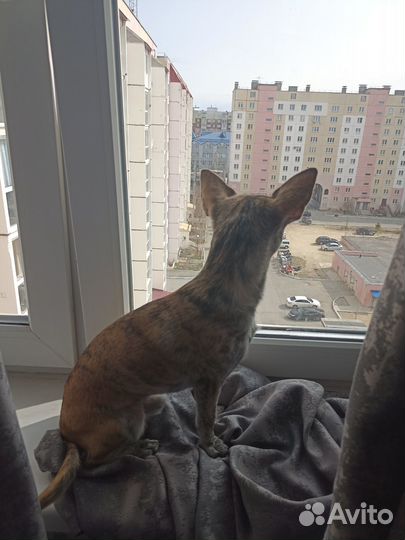 Продам собаку