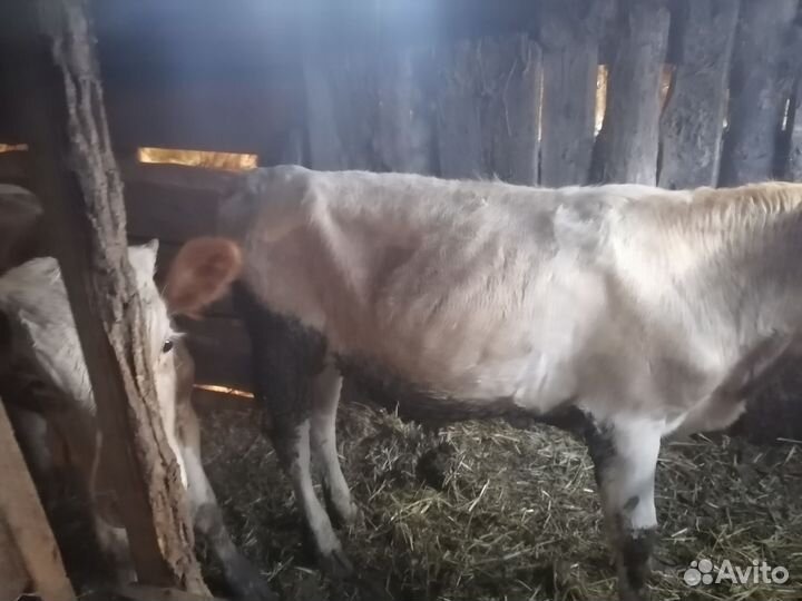 Бычки и быки