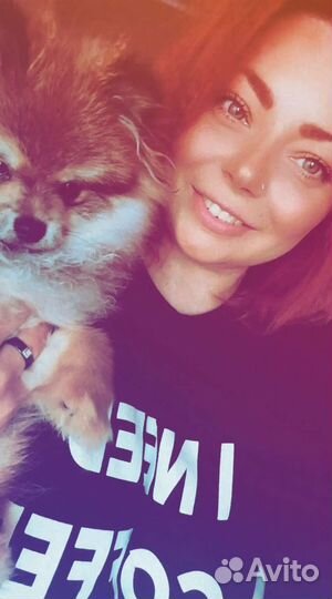 Померанский шпиц медвежьего типа