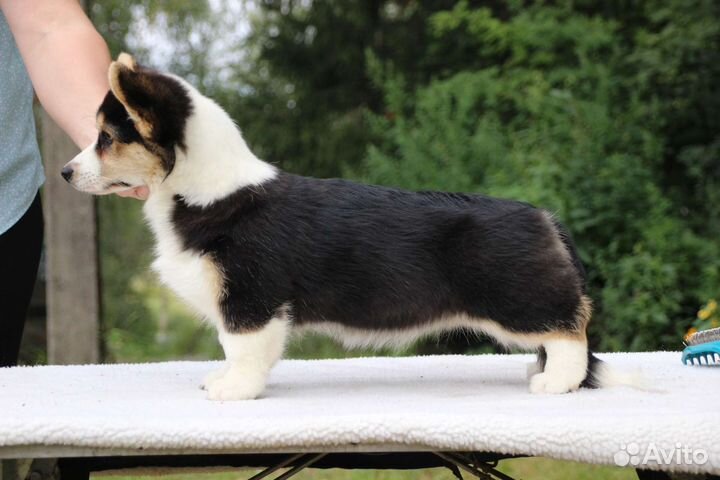 Вельш-корги пемброк