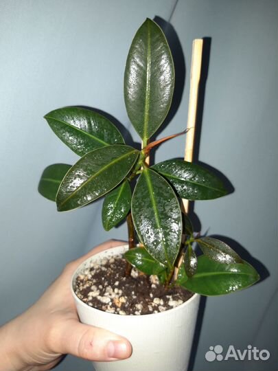 Фикусы каучуконосные