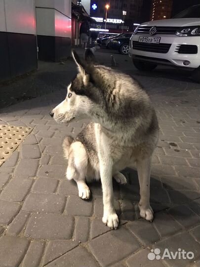 Сибирский хаски