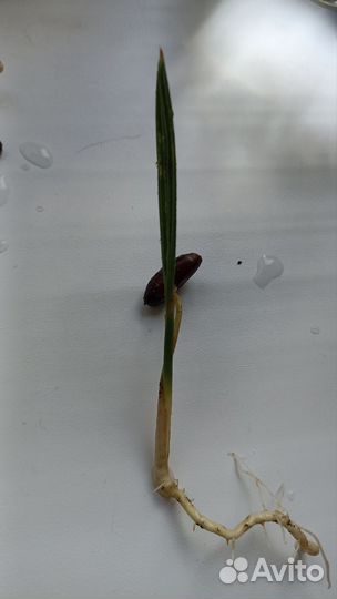 Лимон финиковая пальма цветы