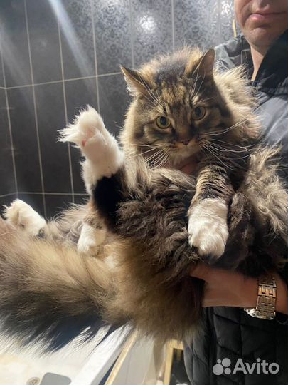 Коты в добрые руки