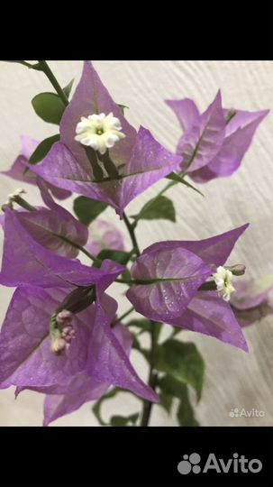 Бугенвиллея