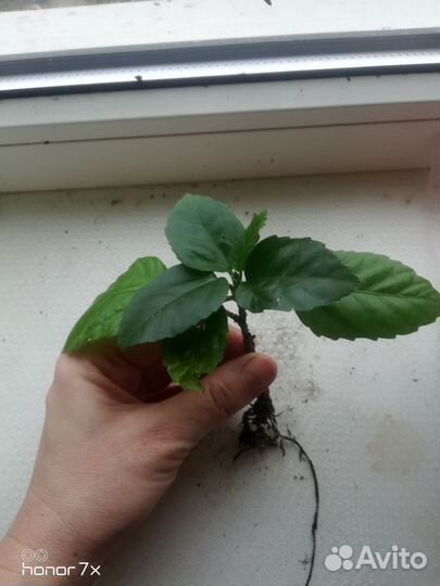 Гибискус красный