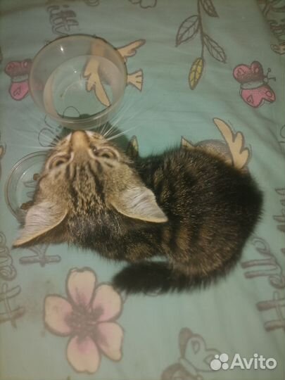 Отдадим котенка