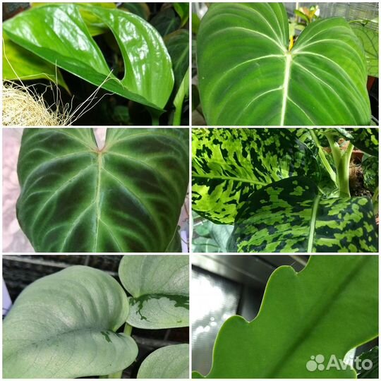 Домашние растения