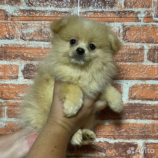 Померанский шпиц
