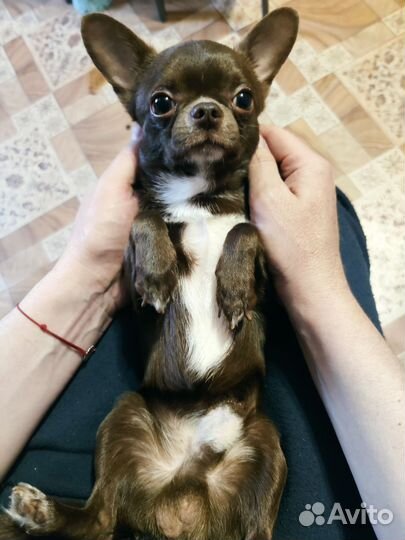 Чихуахуа мини
