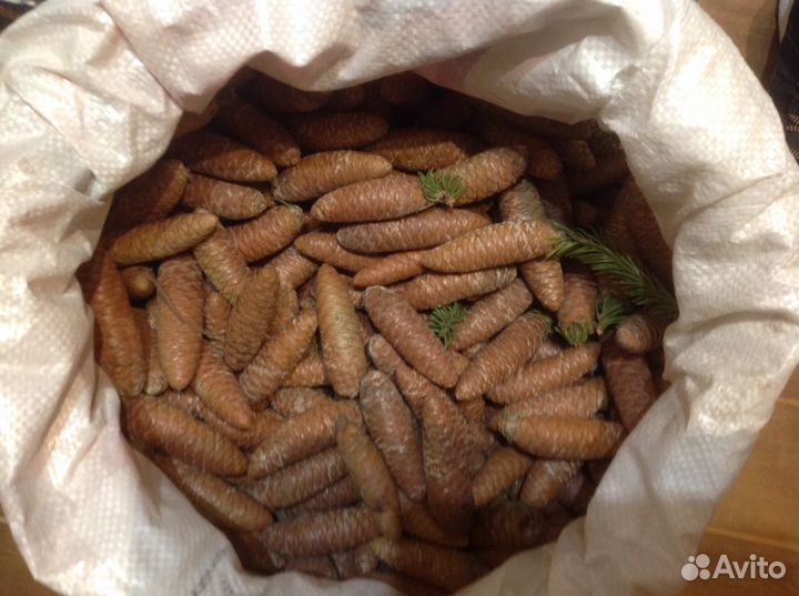 Шишка еловая