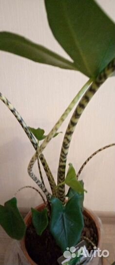 Алоказия Зебрина, Стингрей. Монстера, калатея