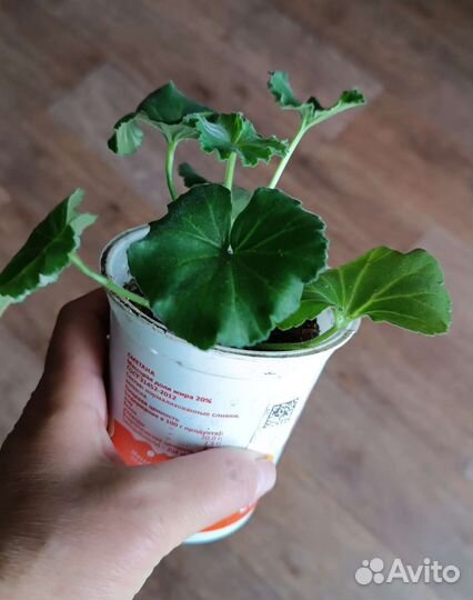 Пеларгония герань