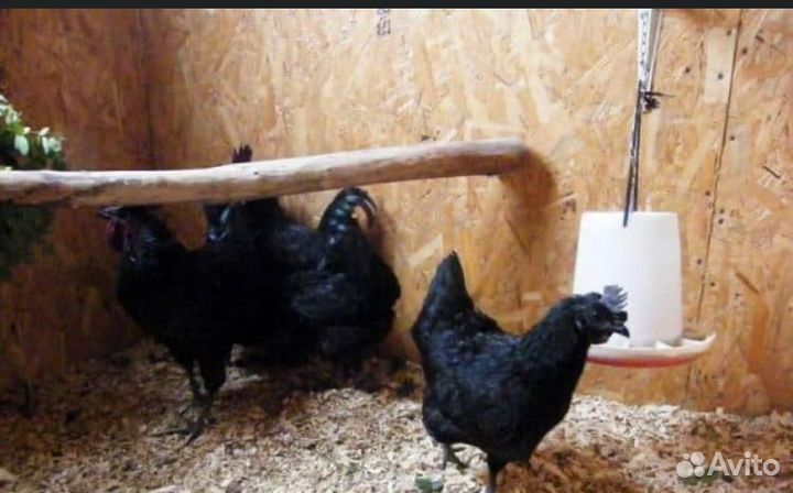 Черные куры ухейилюй и Индейки инкубационное яйцо