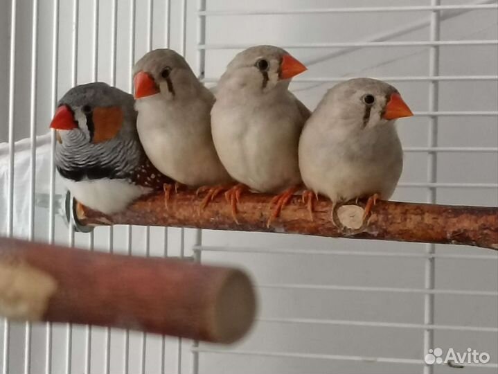 Зебровые амадины