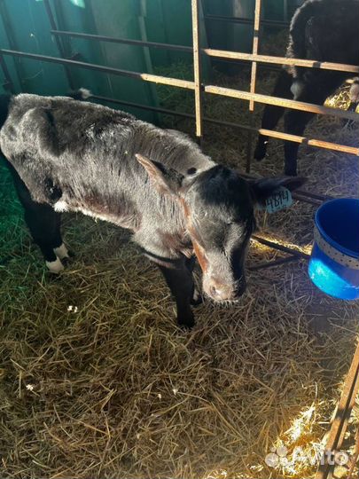 Телята бычки доставка