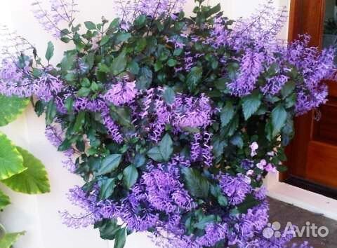 Неприхотливые комнатные растения