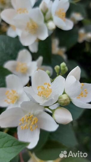 Чубушник жасмин