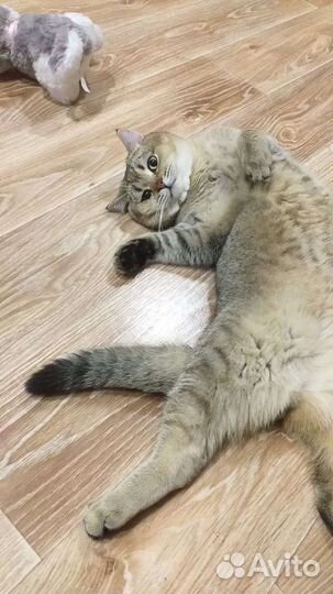 Шотландская кошка вязка