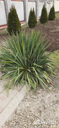 Юкка садовая