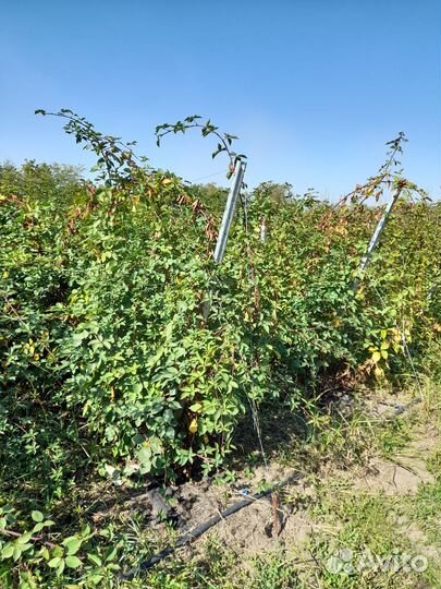 Маточные корни ежевики