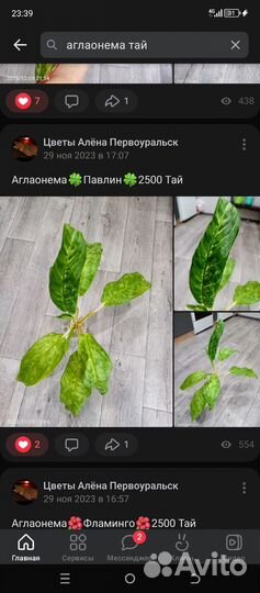 Аглаонемы Тай 1