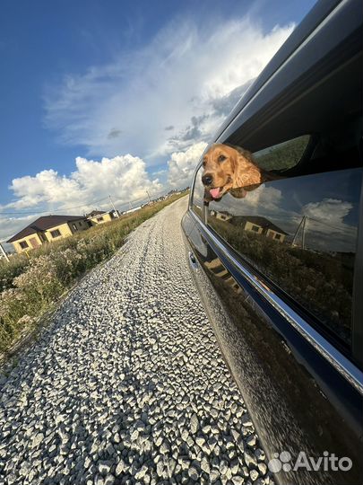 Вязка собак