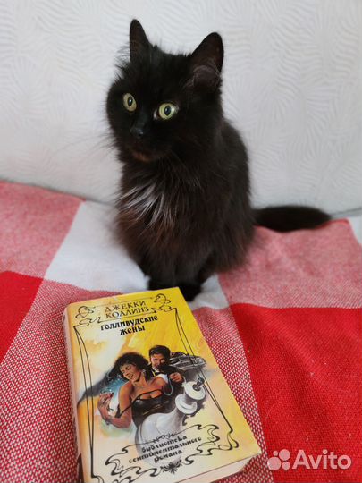 Кошка Дуся продаст книги