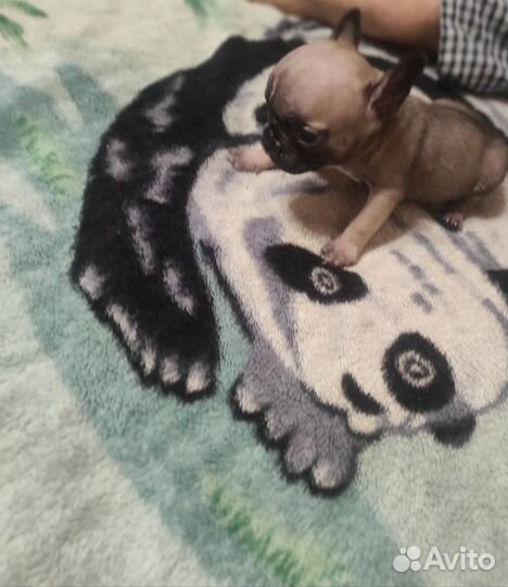 Щенок французского бульдога