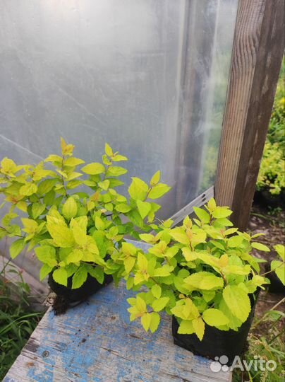 Спирея голден принцесс