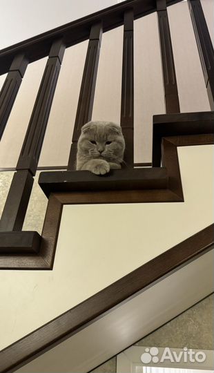 Кот вязка