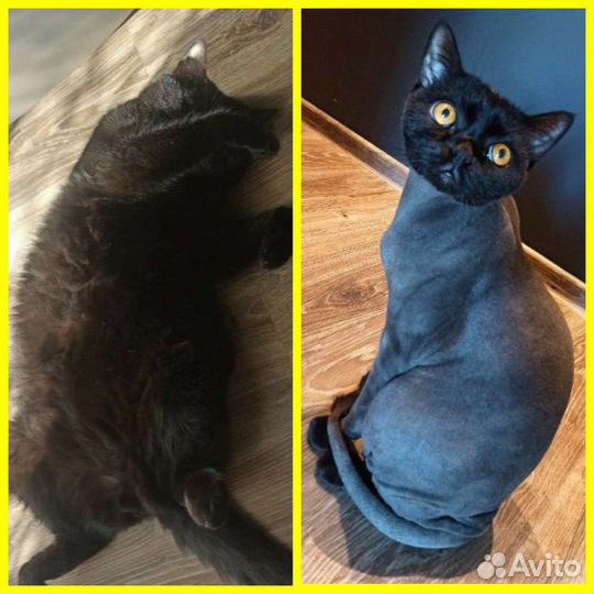 Стрижка кошек и собак с выездом на дом, все районы