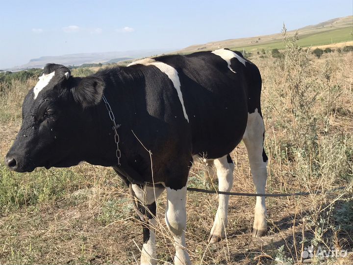 Бычок бычки телята теленок