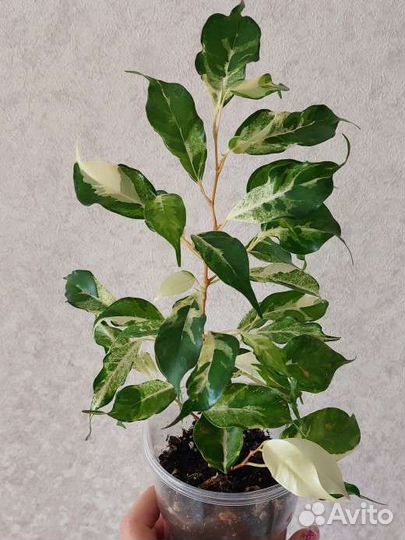 Фикус керли