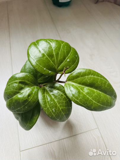 Hoya Хойя