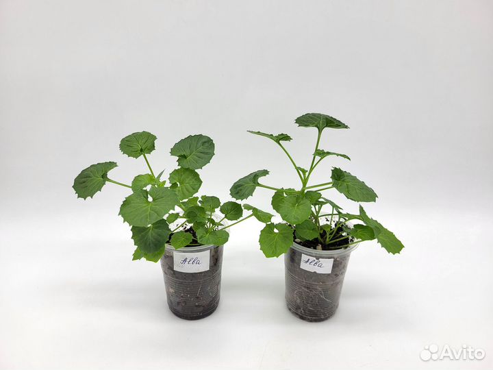 Кампанула Альба