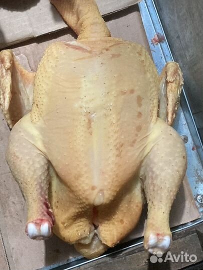 Бройлеры живым весом