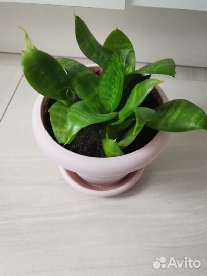 Комнатные цветы