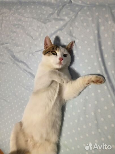 Кошечка в добрые руки