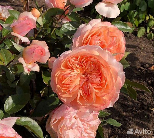 Саженцы роз плетистые, кустовые, чайно-гибридные