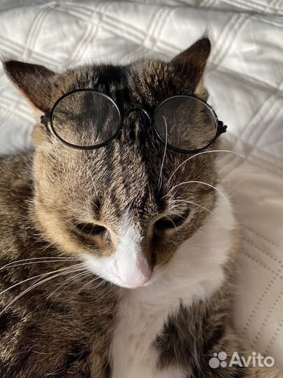 Очки для кошки