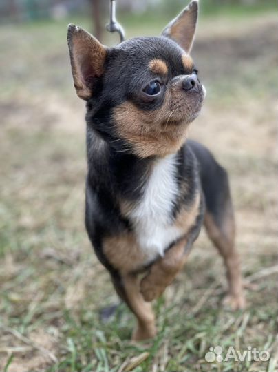 Чихуахуа кобель жених. Вязка