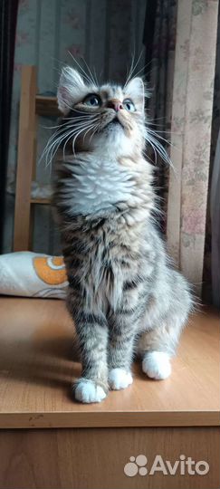 Кошечка бесплатно