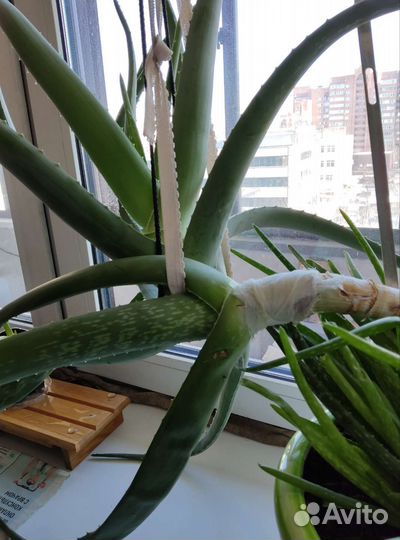 Алоэ Вера,Алоэ древовидное,Каланхоэ «Дегремона»